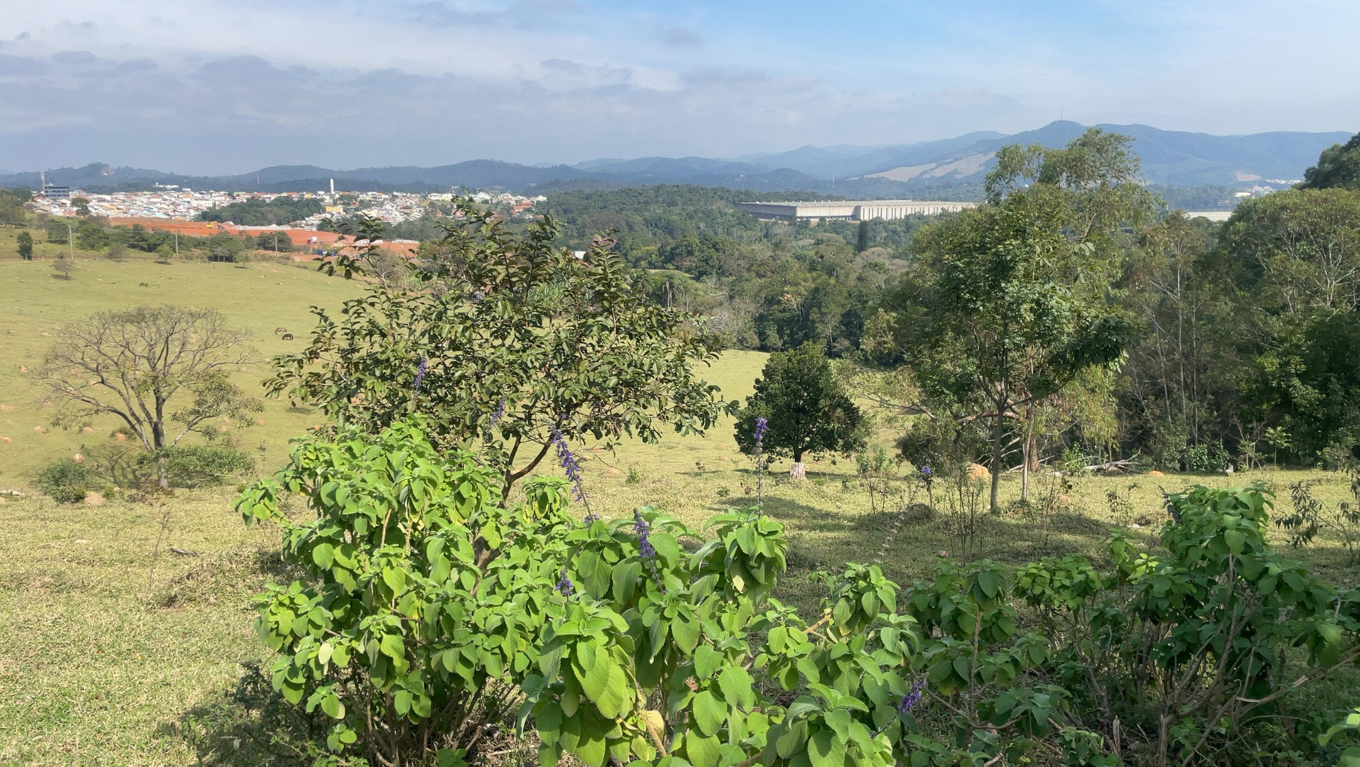 Gleba em meia encosta com fragmento de mata